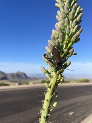 Acanthocephala thomasi