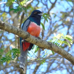 Trogon curucui