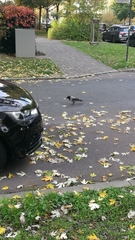 Corvus cornix