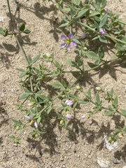 Fagonia laevis