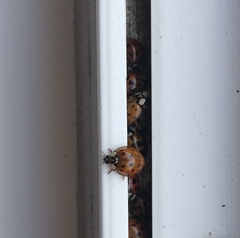 Harmonia axyridis