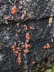 Tulasnella aurantiaca