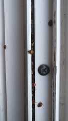 Harmonia axyridis