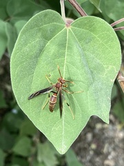 Polistes arizonensis