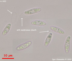 Calycina confluens