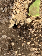 Veromessor pergandei