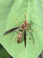 Polistes arizonensis