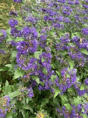 Caryopteris