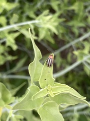 Disonycha glabrata