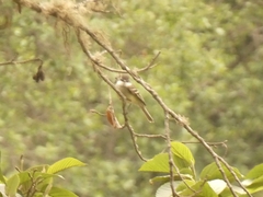 Mecocerculus leucophrys