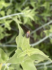 Disonycha glabrata