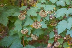 Physocarpus