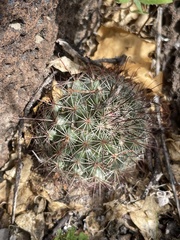 Mammillaria dioica dioica