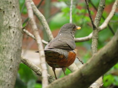 Turdus rufiventris