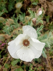 Argemone platyceras