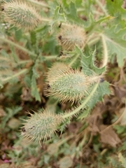 Argemone platyceras