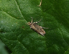 Atomotricha