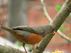 Turdus rufiventris