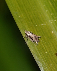 Atomotricha