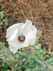 Argemone platyceras