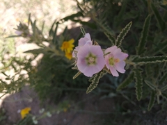 Sphaeralcea ambigua