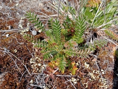 Acaena agnipila