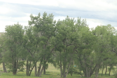 Populus deltoides monilifera