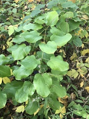Smilax lasioneura