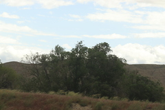 Populus deltoides monilifera