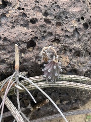 Peniocereus striatus