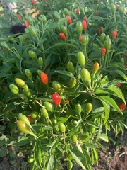 Capsicum annuum glabriusculum