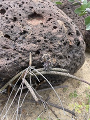 Peniocereus striatus