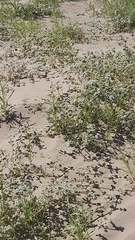 Tidestromia lanuginosa