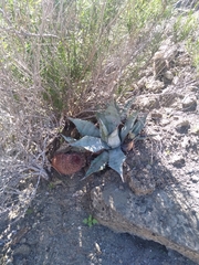 Agave vizcainoensis
