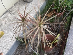 Dracaena reflexa angustifolia