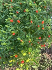 Capsicum annuum glabriusculum