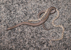 Trimorphodon lyrophanes