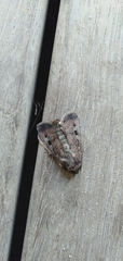 Agrotis infusa