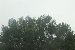 Populus deltoides monilifera