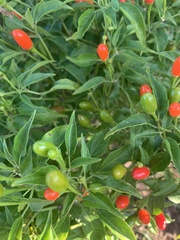 Capsicum annuum glabriusculum