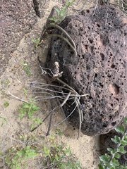 Peniocereus striatus