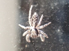 Platycryptus californicus