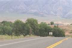 Populus deltoides monilifera