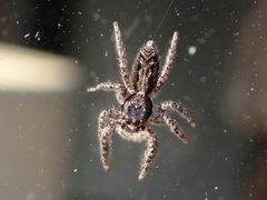 Platycryptus californicus