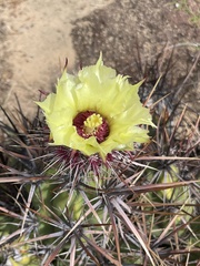 Corynopuntia invicta