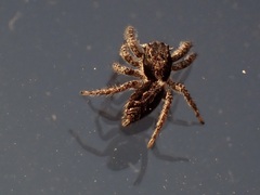 Platycryptus californicus