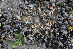 Anthothoe albocincta