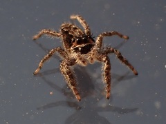 Platycryptus californicus