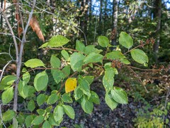 Philadelphus lewisii
