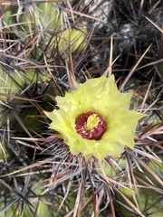Corynopuntia invicta